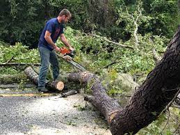 Best Tree Removal  in Livermore, CA