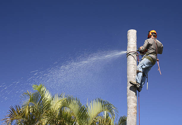 Best Landscape Design and Installation  in Livermore, CA