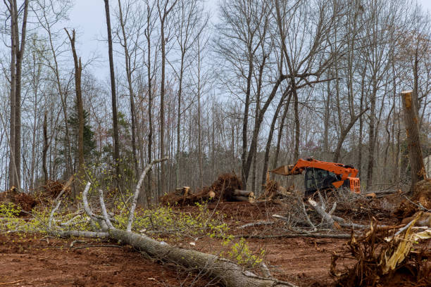 Best Emergency Tree Removal  in Livermore, CA