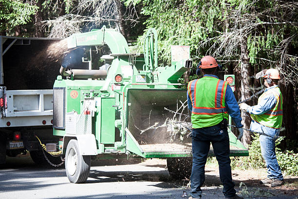 Best Tree Mulching  in Livermore, CA