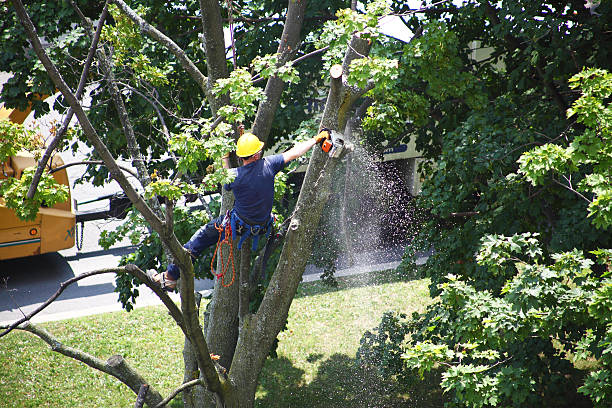 How Our Tree Care Process Works  in  Livermore, CA